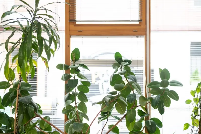 Detalle_plantas_1