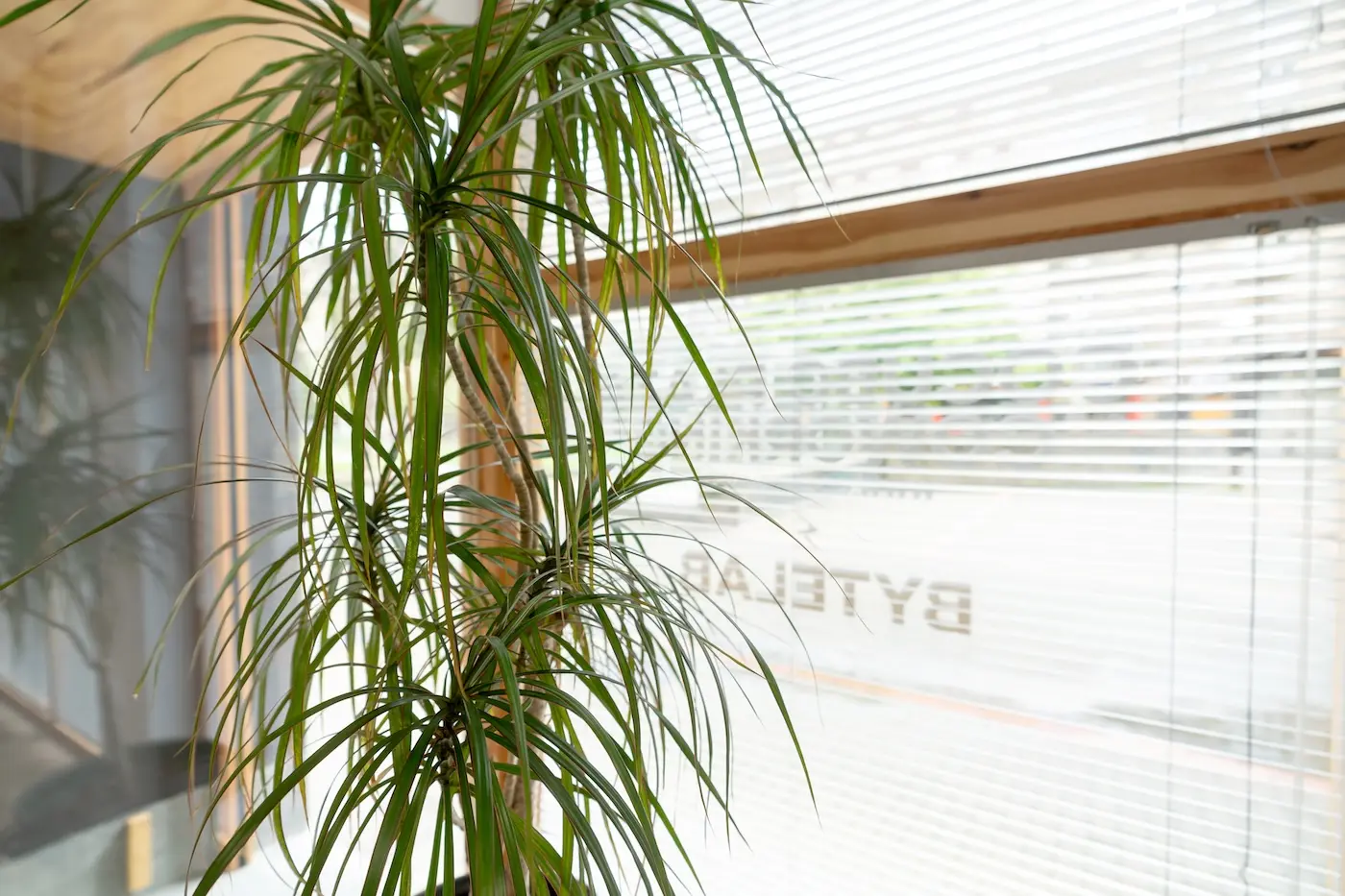 Detalle_plantas_1