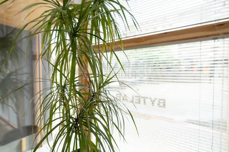 Detalle_plantas_1