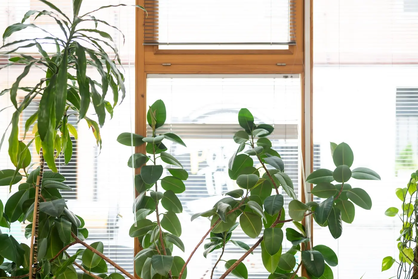 Detalle_plantas_1