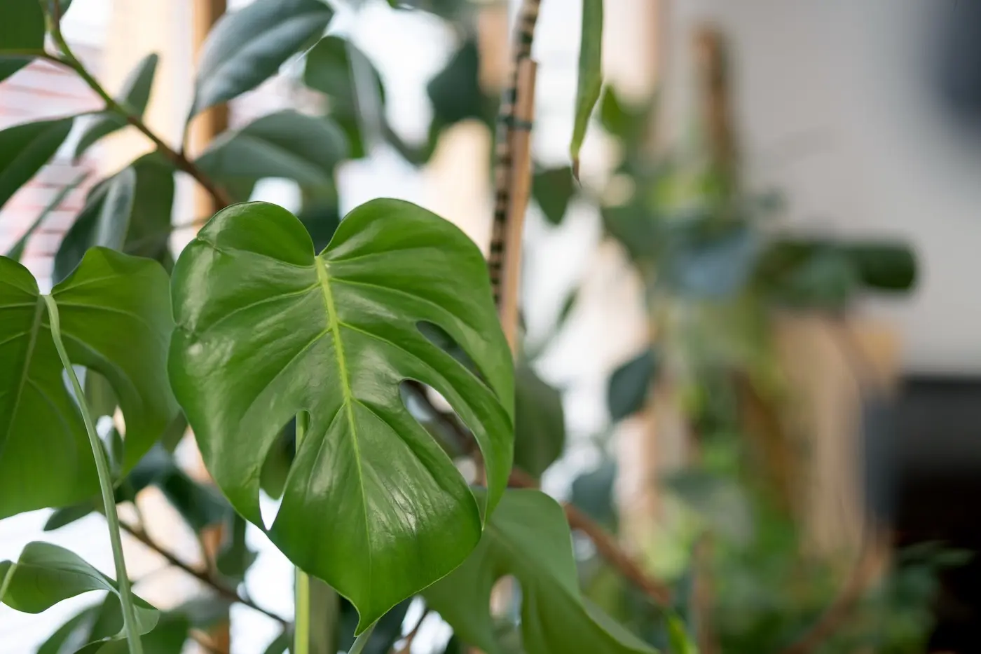 Detalle_plantas_2